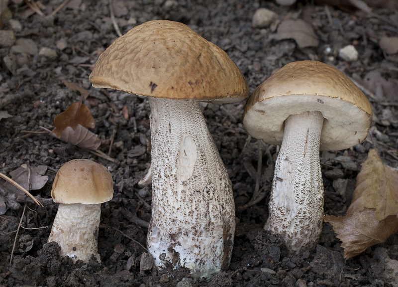 Leccinum pseudoscabrum